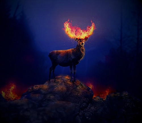 Огонь оленя. Огненный олень. Красный олень. Огненный олень в лесу. Олень в огне.
