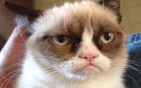 Grumpy Cat стал мемом года Grumpy Cat стал мемом года