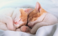 Сотрудников корпораций "ловят" на котят Сотрудников корпораций "ловят" на котят